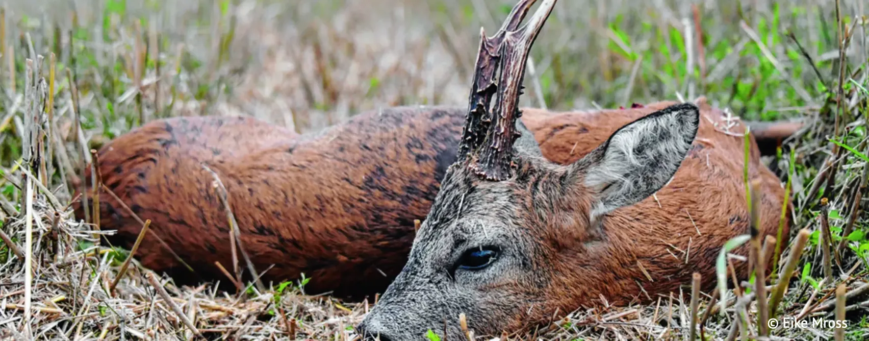 Jagdzeitverlängerung für Rehwild